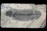 Discosauriscus (Early Permian Reptiliomorph) - Czech Republic #106345-2